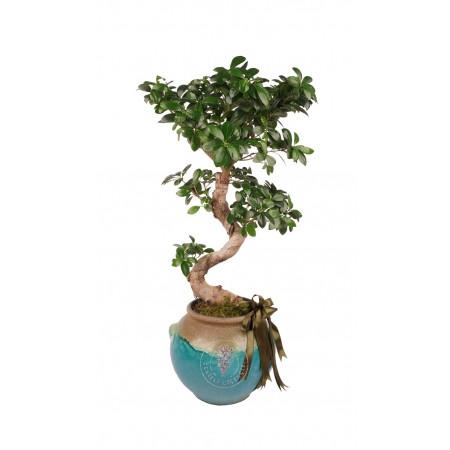 Saksıda Orta Boy Ficus Ginseng Bonsai